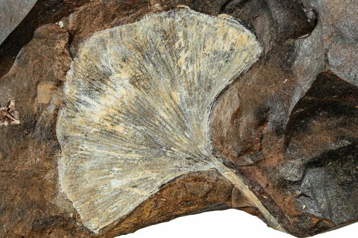Fossil Ginkgo Leaf From North Dakota - Paleocene #262653